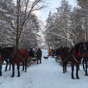 dwa zaprzęgi konne otoczone lasem i śniegiem