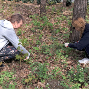 Działania Wolontariuszy - sprzątanie lasku na terenie DPS