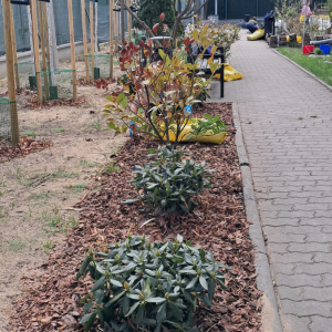 Efekty pracy - uprzątnięta alejka przy budynku DPS 